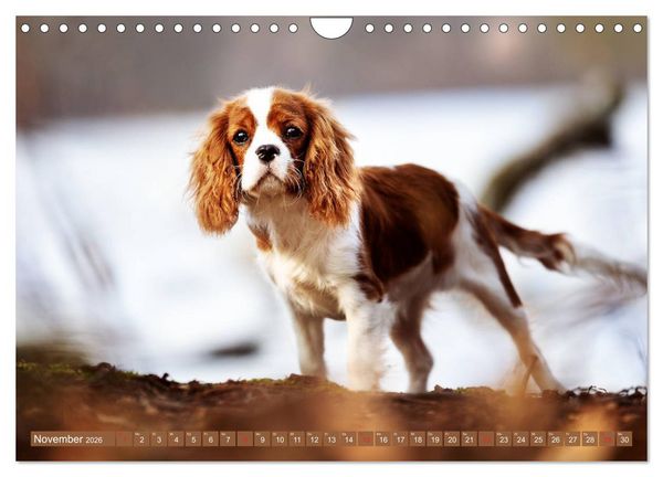 Produktbild: Der Welpenkalender - Cavalier King Charles Spaniel (Wandkalender 2026 DIN A4 quer), CALVENDO Monatskalender