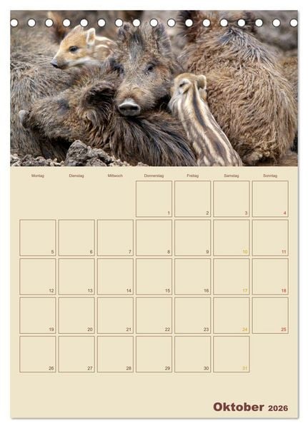 Produktbild: Wildschweine (Tischkalender 2026 DIN A5 hoch), CALVENDO Monatskalender