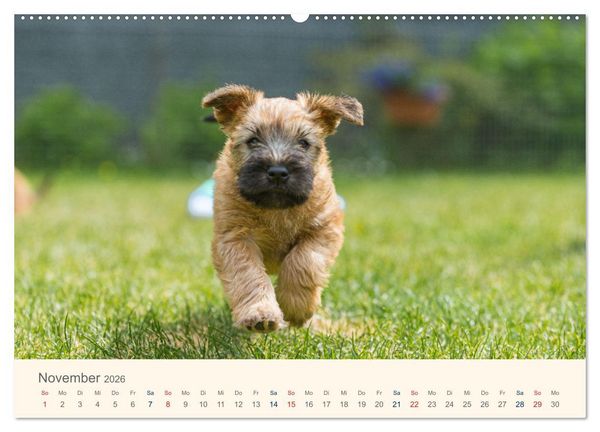 Produktbild: IRISH SOFT COATED WHEATEN TERRIER WELPEN 2026 (Wandkalender 2026 DIN A2 quer), CALVENDO Monatskalender