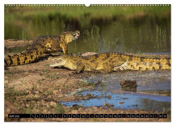 Produktbild: Afrikas wilde Tiere (Wandkalender 2026 DIN A2 quer), CALVENDO Monatskalender