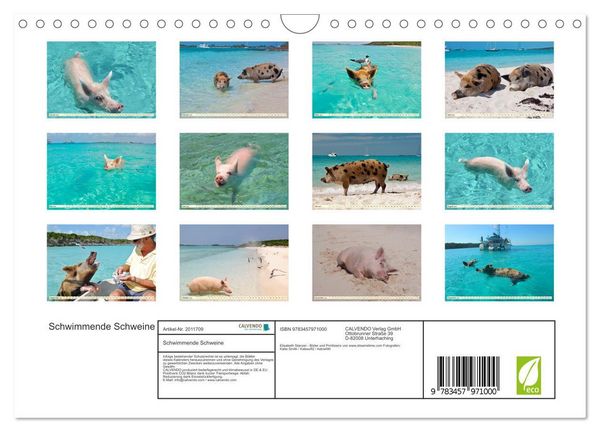 Produktbild: Schwimmende Schweine (Wandkalender 2026 DIN A4 quer), CALVENDO Monatskalender