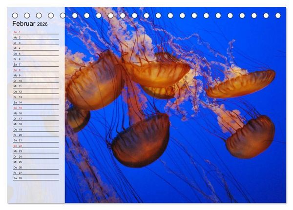 Produktbild: Quallen. Die Welt der Medusen (Tischkalender 2026 DIN A5 quer), CALVENDO Monatskalender