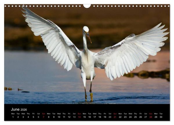 Produktbild: World of Heron (Wall Calendar 2026 DIN A3 landscape), CALVENDO 12 Month Wall Calendar