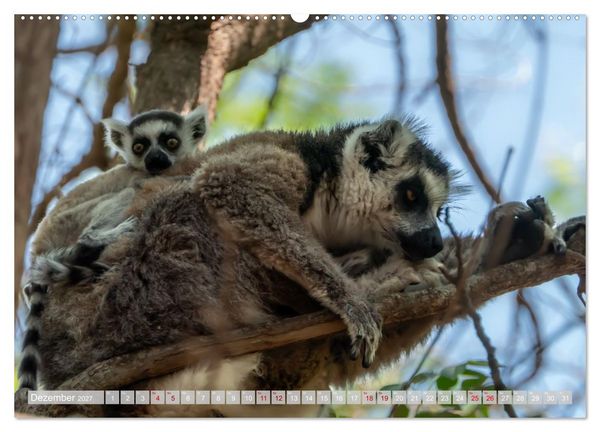 Produktbild: Wildnis Madagaskar (Wandkalender 2027 DIN A2 quer), CALVENDO Monatskalender