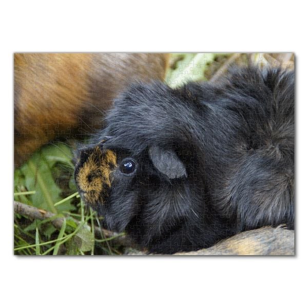 1000 Teile Puzzle Meerschweinchen Mit Lila Blumen - 38x26cm, Für Erwachsene