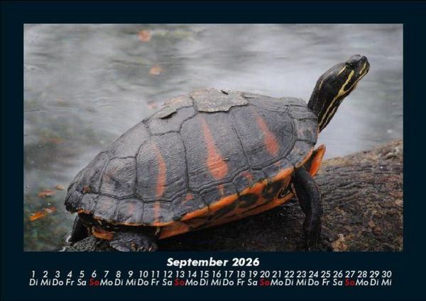 Produktbild: Schildkr&ouml;tenzauber 2026 Fotokalender DIN A5