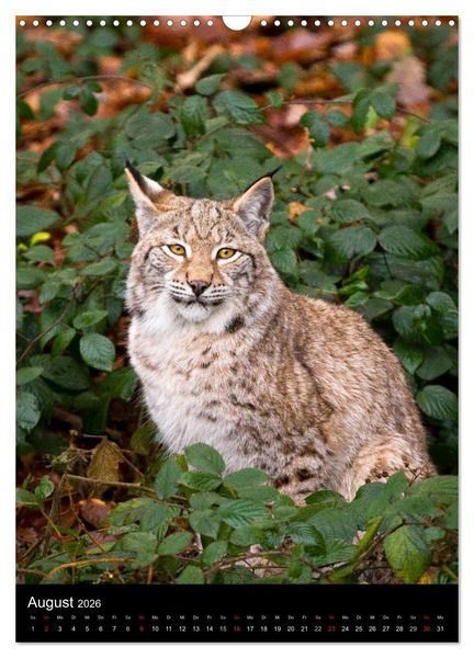 Produktbild: Der Luchs - Europas gr&ouml;&szlig;te Samtpfote (Wandkalender 2026 DIN A3 hoch), CALVENDO Monatskalender