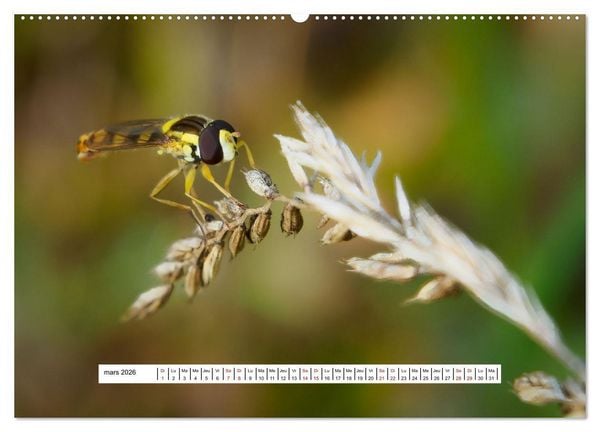 Produktbild: La vie de nos prairies - Les dipt&egrave;res (Calendrier mural 2026 DIN A2 vertical) calendrier de bureau
