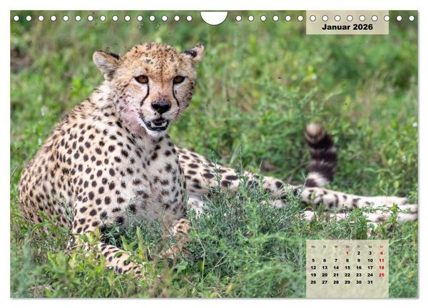 Produktbild: Raubkatzen - L&ouml;we, Gepard, Leopard (Wandkalender 2026 DIN A4 quer), CALVENDO Monatskalender