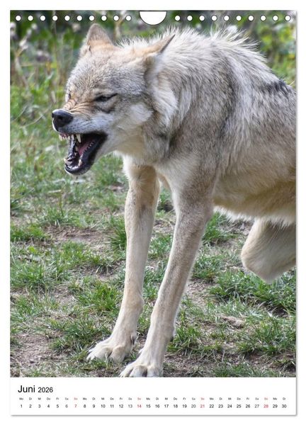Produktbild: Wolf-Gesichter (Wandkalender 2026 DIN A4 hoch), CALVENDO Monatskalender