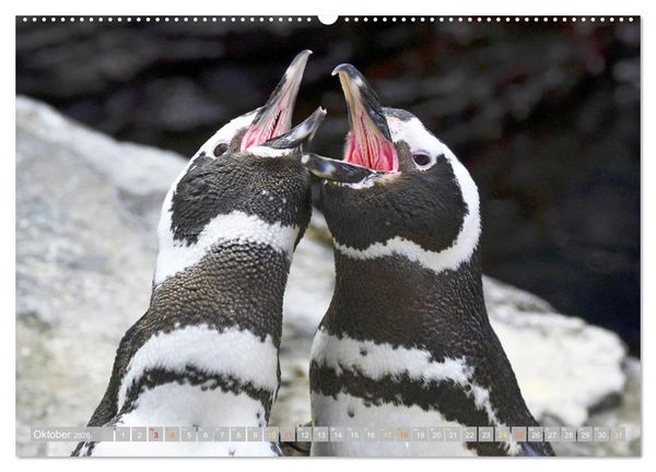 Produktbild: Pinguine: Gehupft wie gesprungen (Wandkalender 2026 DIN A2 quer), CALVENDO Monatskalender