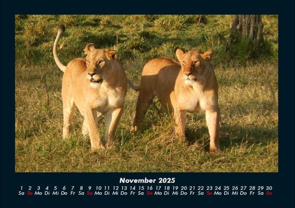Produktbild: Tiere in der Wildnis 2025 Fotokalender DIN A4