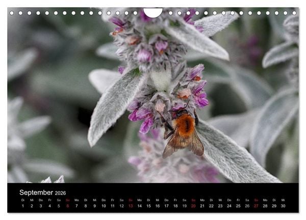 Produktbild: Hummelflug (Wandkalender 2026 DIN A4 quer), CALVENDO Monatskalender