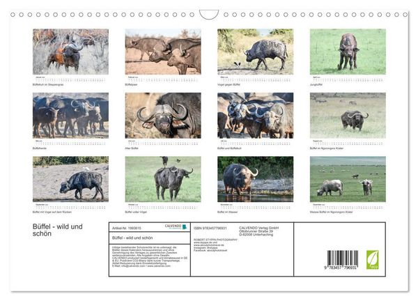 Produktbild: B&uuml;ffel - wild und sch&ouml;n (Wandkalender 2026 DIN A3 quer), CALVENDO Monatskalender