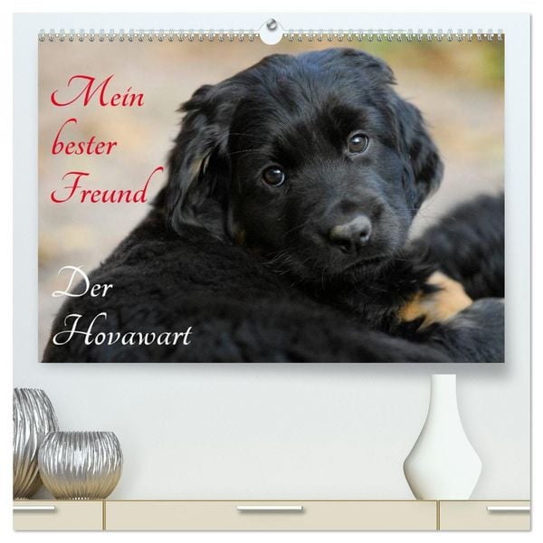 Produktbild: Mein bester Freund - Der Hovawart (hochwertiger Premium Wandkalender 2026 DIN A2 quer), Kunstdruck in Hochglanz