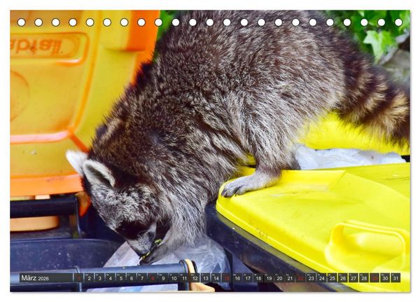 Produktbild: Besuch vom Waschb&auml;r (Tischkalender 2026 DIN A5 quer), CALVENDO Monatskalender