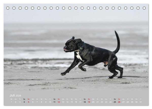 Produktbild: Boxer - charmante Herzensbrecher (Tischkalender 2026 DIN A5 quer), CALVENDO Monatskalender