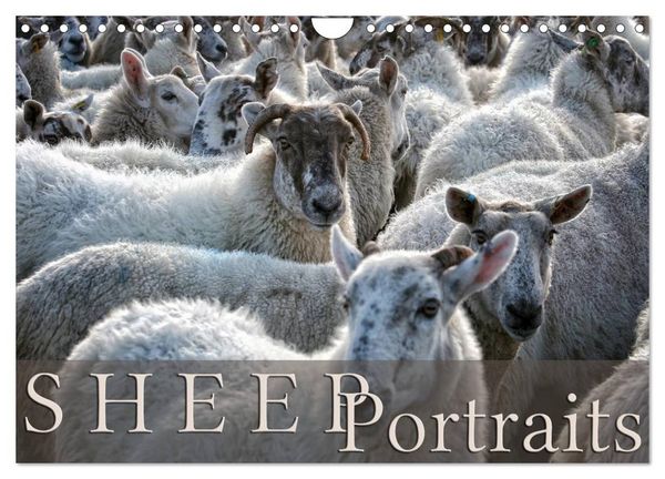 Produktbild: Sheep Portraits (Wall Calendar 2026 DIN A4 landscape), CALVENDO 12 Month Wall Calendar