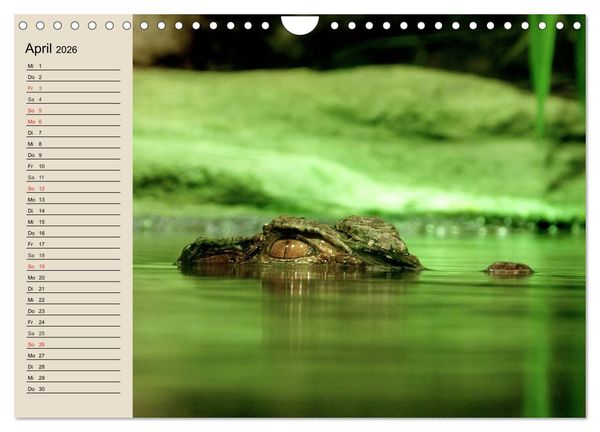 Produktbild: Regenwald. Tiere im Dschungel (Wandkalender 2026 DIN A4 quer), CALVENDO Monatskalender