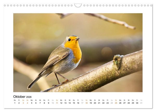 Produktbild: Zauberhafte Rotkehlchen (Wandkalender 2026 DIN A3 quer), CALVENDO Monatskalender