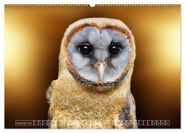 Produktbild: Die bunte Welt der V&ouml;gel (hochwertiger Premium Wandkalender 2026 DIN A2 quer), Kunstdruck in Hochglanz