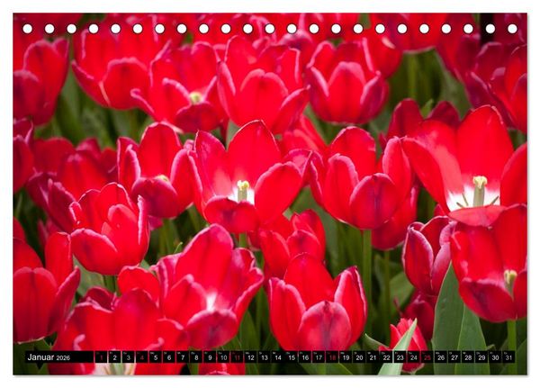 Produktbild: Tulpen (Tischkalender 2026 DIN A5 quer), CALVENDO Monatskalender