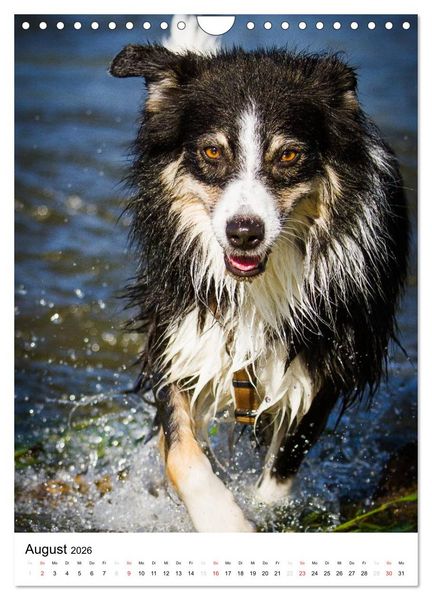 Produktbild: Australian Shepherd &ndash; Mit dem Aussie unterwegs (Wandkalender 2026 DIN A4 hoch), CALVENDO Monatskalender