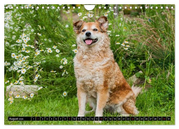 Produktbild: Altdeutsche H&uuml;tehunde - Fast vergessen (Wandkalender 2026 DIN A4 quer), CALVENDO Monatskalender