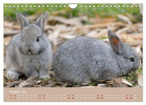 Produktbild: Flauschige Fellkn&auml;uel (Wandkalender 2026 DIN A4 quer), CALVENDO Monatskalender