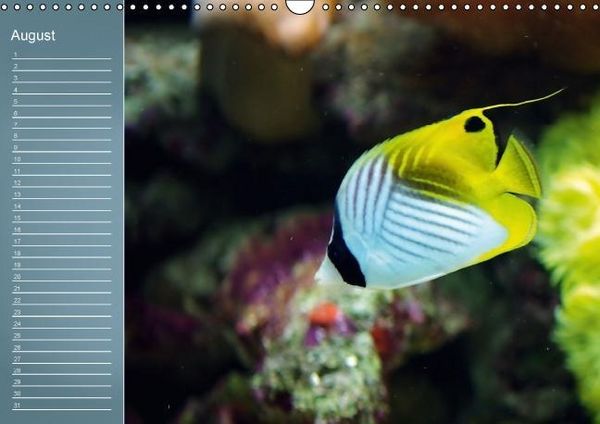 Produktbild: Bunte Riffbewohner - Fische, Anemonen und noch viel mehr (Wandkalender immerw&auml;hrend DIN A3 quer)