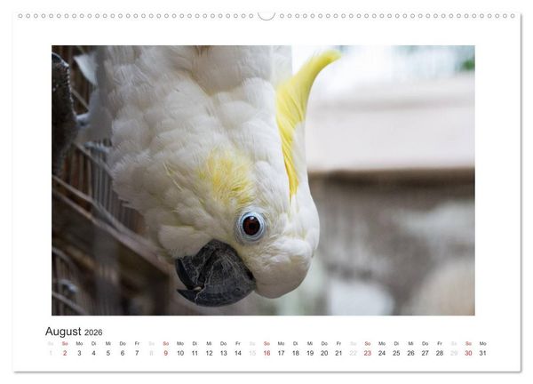 Produktbild: Kunterbunte Papageien und Sittiche (hochwertiger Premium Wandkalender 2026 DIN A2 quer), Kunstdruck in Hochglanz