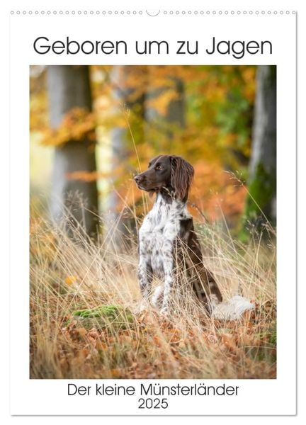 Geboren um zu Jagen. Der kleine Münsterländer (Wandkalender 2025 DIN A2 hoch), CALVENDO Monatskalender