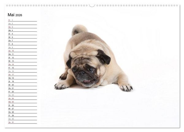 Produktbild: Mops - unwiderstehlich und charmant (hochwertiger Premium Wandkalender 2026 DIN A2 quer), Kunstdruck in Hochglanz