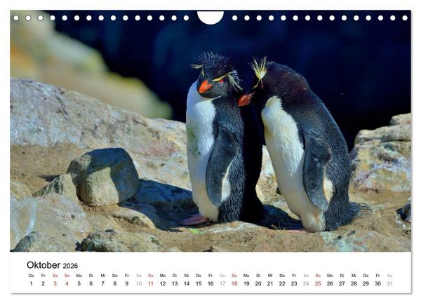 Produktbild: Im Reich der Pinguine (Wandkalender 2026 DIN A4 quer), CALVENDO Monatskalender