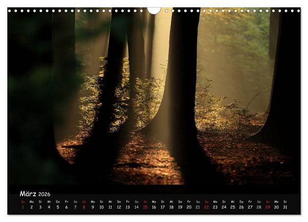 Produktbild: Lichter im Wald (Wandkalender 2026 DIN A3 quer), CALVENDO Monatskalender