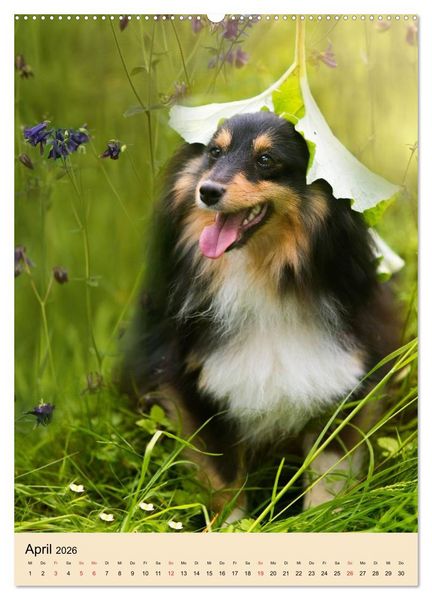 Produktbild: Mit Shelties durchs Jahr (hochwertiger Premium Wandkalender 2026 DIN A2 hoch), Kunstdruck in Hochglanz