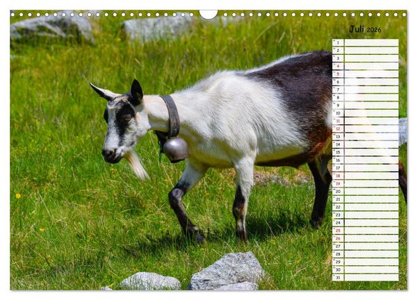 Produktbild: Ziegenfreude (Wandkalender 2026 DIN A3 quer), CALVENDO Monatskalender