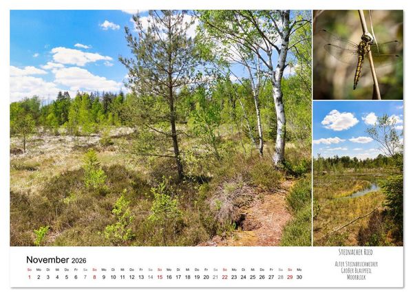 Produktbild: Schwabens Riede und Moore (Wandkalender 2026 DIN A3 quer), CALVENDO Monatskalender