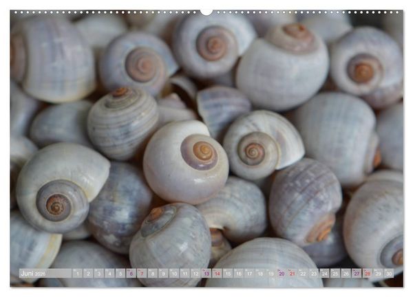 Produktbild: H&auml;user der Meere: Muscheln - Seeigel - Schnecken (hochwertiger Premium Wandkalender 2026 DIN A2 quer), Kunstdruck in Hochglanz