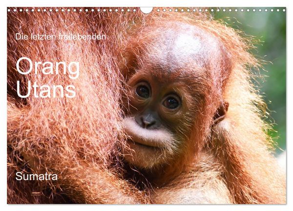 Produktbild: Die letzten freilebenden Orang Utans (Wandkalender 2026 DIN A3 quer), CALVENDO Monatskalender