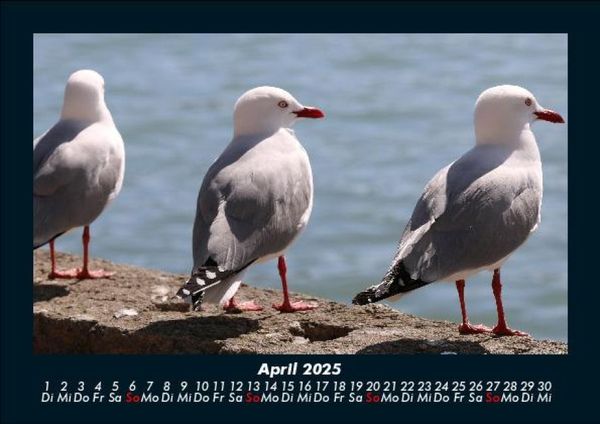Produktbild: Welt der V&ouml;gel 2025 Fotokalender DIN A5