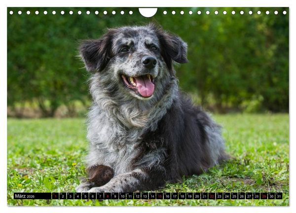 Produktbild: Altdeutsche H&uuml;tehunde - Fast vergessen (Wandkalender 2026 DIN A4 quer), CALVENDO Monatskalender