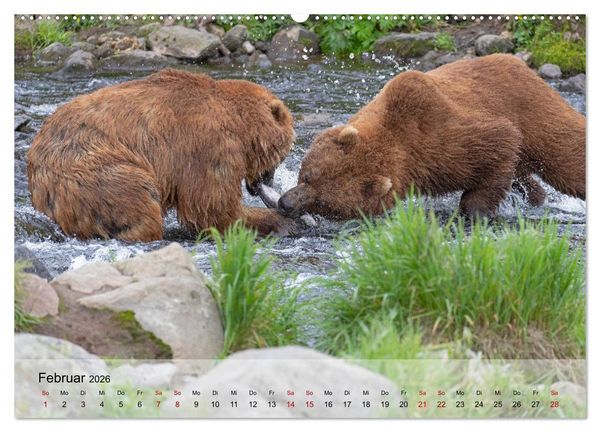 Produktbild: Aug in Aug mit den Braunb&auml;ren in Kamtschatka (Wandkalender 2026 DIN A2 quer), CALVENDO Monatskalender