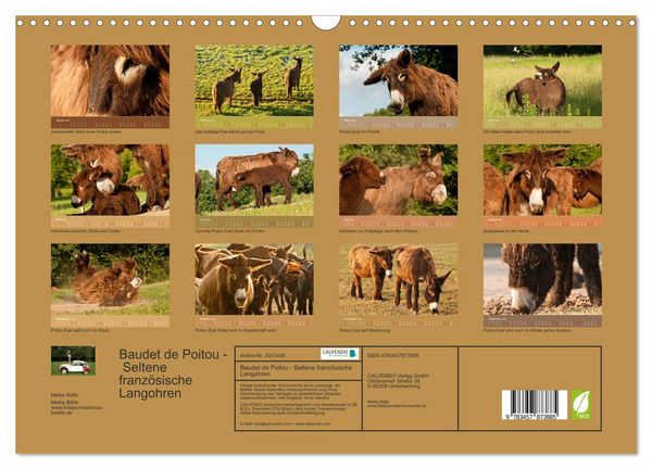 Produktbild: Baudet de Poitou - Seltene franz&ouml;sische Langohren (Wandkalender 2026 DIN A3 quer), CALVENDO Monatskalender