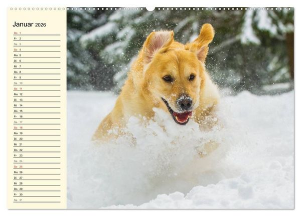 Produktbild: Das Gl&uuml;ck hat einen Namen - Golden Retriever (Wandkalender 2026 DIN A2 quer), CALVENDO Monatskalender