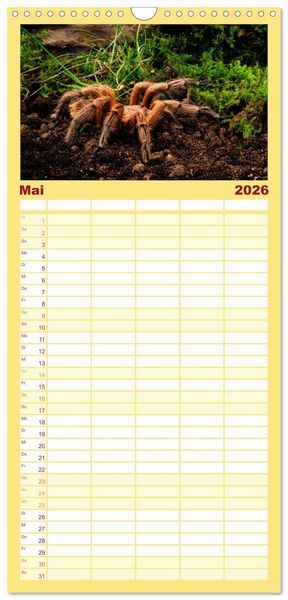 Produktbild: Familienplaner 2026 - Vogelspinnen - Tarantulas mit 5 Spalten (Wandkalender, 21 x 45 cm) CALVENDO