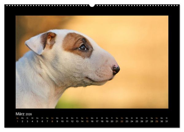 Produktbild: Allerlei Hundekinder (Wandkalender 2026 DIN A2 quer), CALVENDO Monatskalender