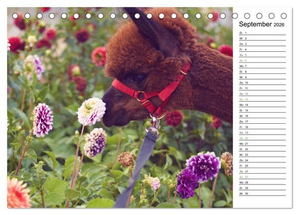 Produktbild: Alpakas im Paradies (Tischkalender 2026 DIN A5 quer), CALVENDO Monatskalender