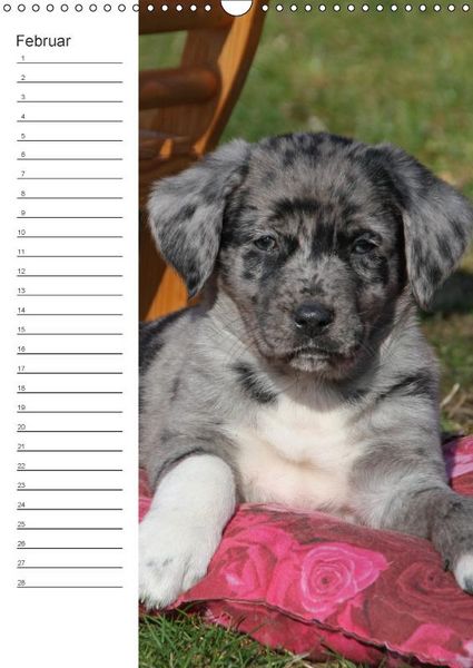 Produktbild: Der Aussie - Geburtstagskalender (Wandkalender immerw&auml;hrend DIN A3 hoch)