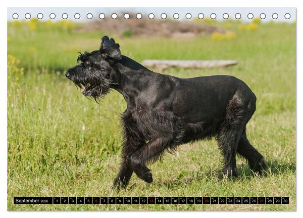 Produktbild: Treuer Freund Riesenschnauzer (Tischkalender 2026 DIN A5 quer), CALVENDO Monatskalender